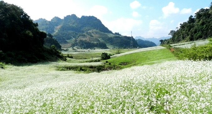 Mùa hoa mận Mộc Châu tháng mấy