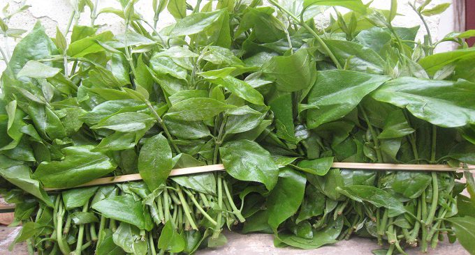 du lịch chùa Hương mùa hè