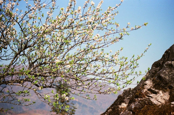 Kinh nghiệm du lịch Sapa mùa xuân-1