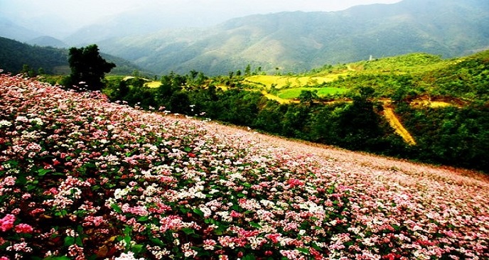 Hà Giang mùa tam giác mạch