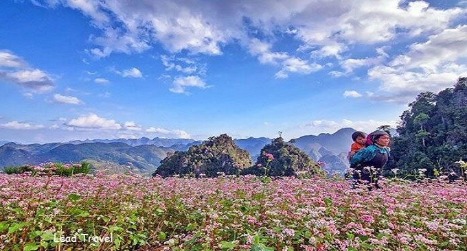 cánh đồng hoa tam giác mạch