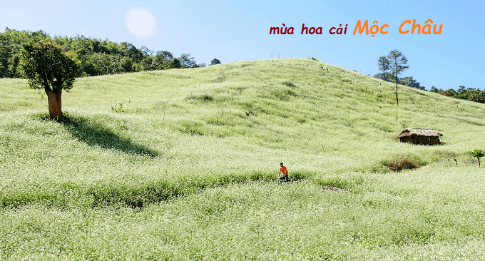 Mộc Châu tháng 11