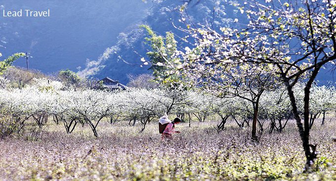 cảnh đẹp mộc châu