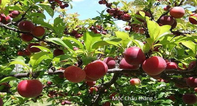 mộc châu tháng 5