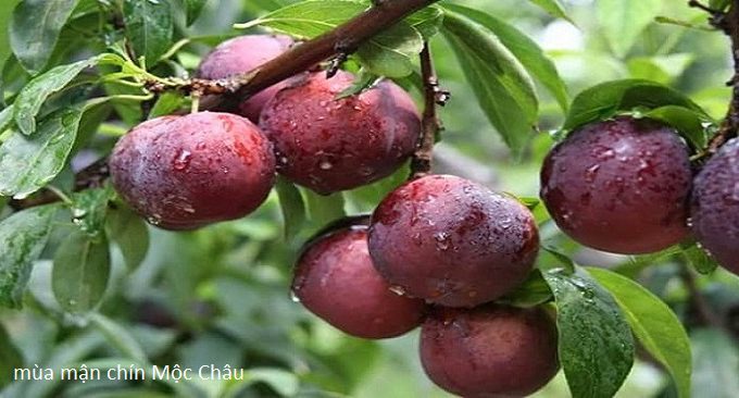 mộc châu tháng 6