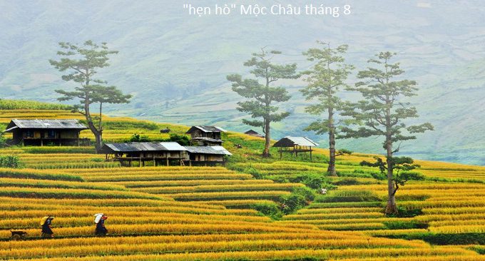 mộc châu tháng 8