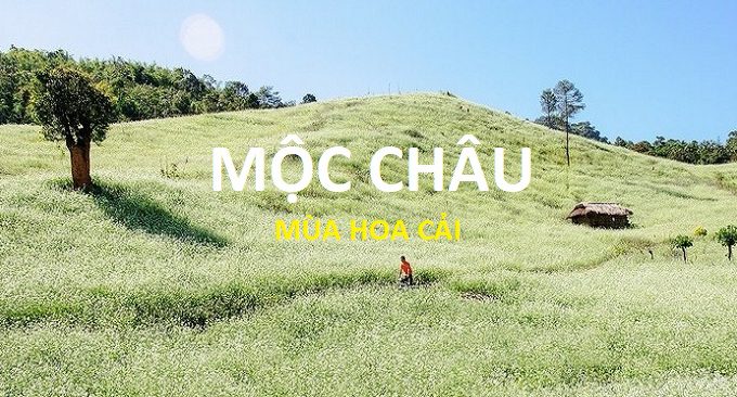 mùa hoa cải mộc châu