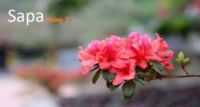 sapa tháng 3 có gì đẹp